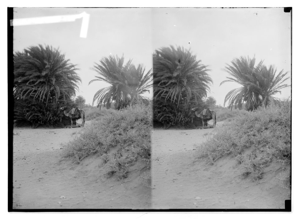 To Sinai via the desert. Wady Gharandel, palms of Elim. LOC matpc.01949
