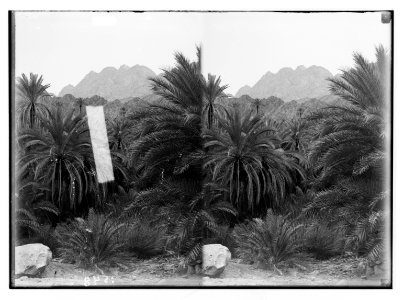 To Sinai via the desert. Luxurious palm grove in Wady Feiran. LOC matpc.01969