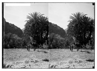 To Sinai via the desert. Scene in Wady Feiran. LOC matpc.01965