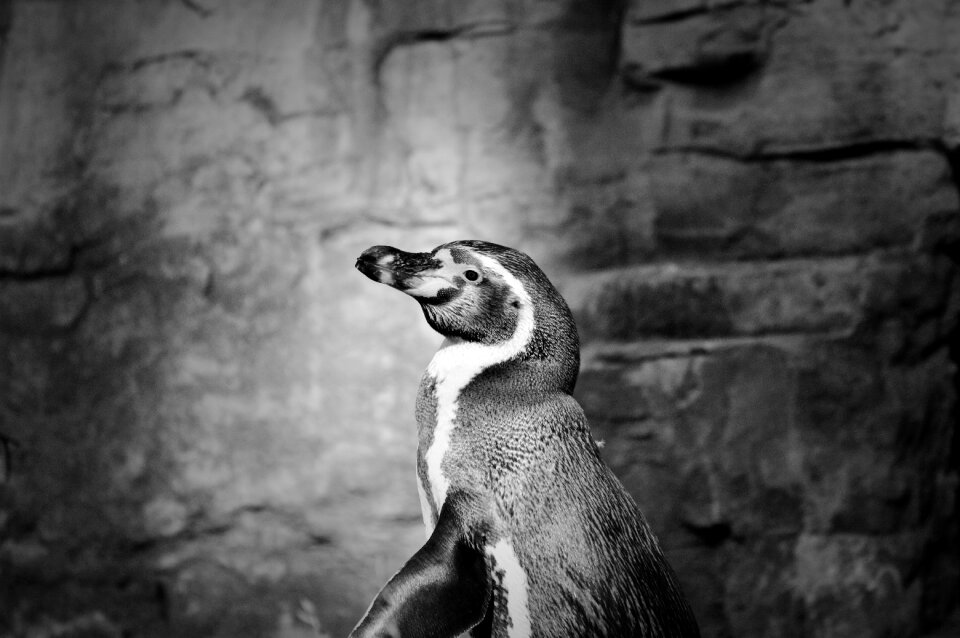 Animal animal world bill