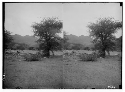 To Sinai via the desert. Wady Shellal. LOC matpc.01954