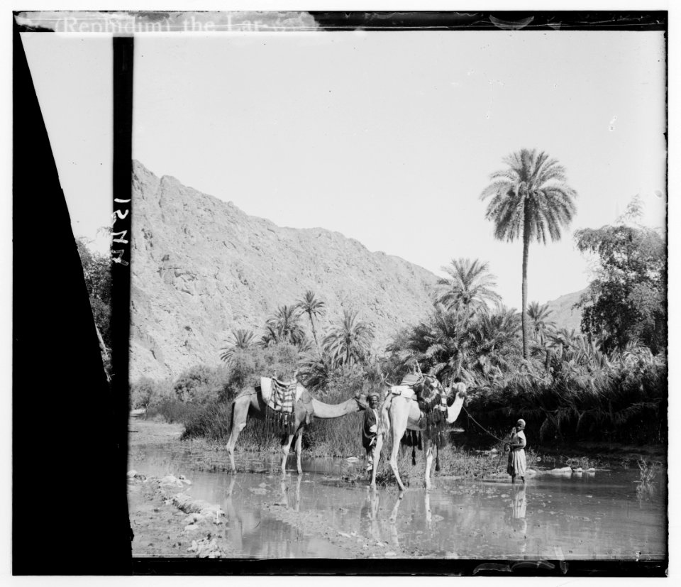 To Sinai via the desert. The abundance of water in Wady Feiran LOC matpc.00148
