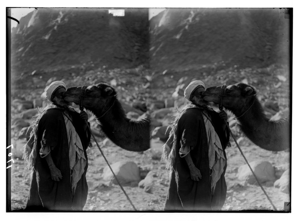 To Sinai via the Red Sea, Tor, and Wady Hebran. Camel love; Bedouin and camel. LOC matpc.02109