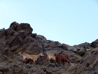 Climbers goat les grimpeurs