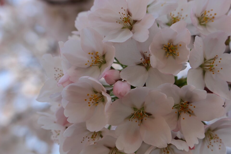 Spring flowers wood