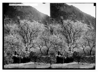 To Sinai via the Red Sea, Tor, and Wady Hebran. Almond tree in blossom (Monastery of St. Catherine). LOC matpc.02030