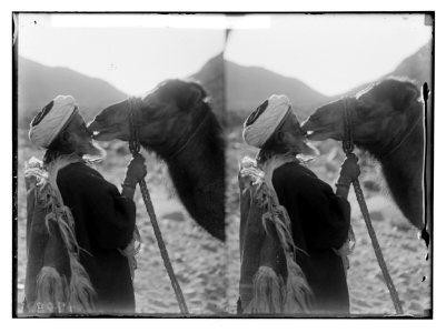To Sinai via the Red Sea, Tor, and Wady Hebran. Camel kiss; camel nibbling at his master's nose. LOC matpc.02110