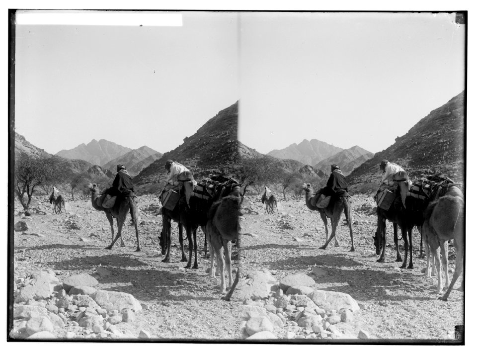 To Sinai via the Red Sea, Tor, and Wady Hebran. Caravan ascending Wady Hebran. LOC matpc.01994