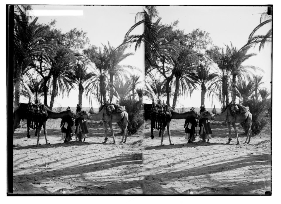 To Sinai via the Red Sea, Tor, and Wady Hebran. Camels saluting. LOC matpc.02115