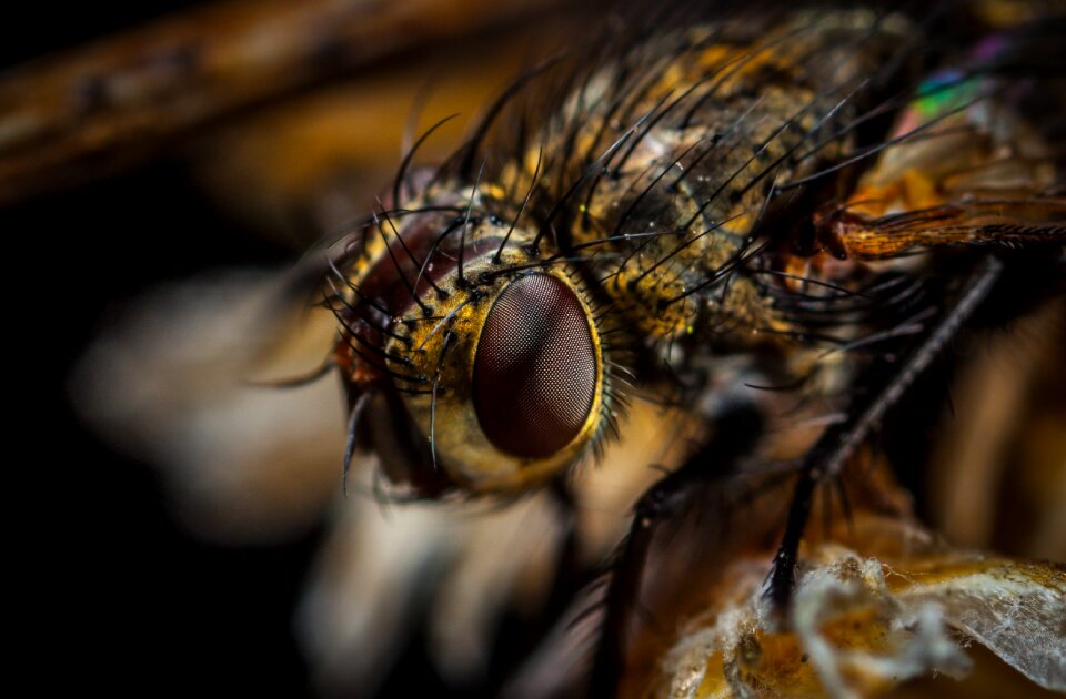 Nature bespozvonochnoe macro