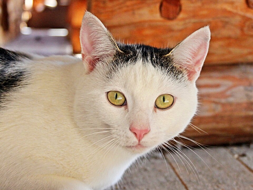 Mieze animal world animal