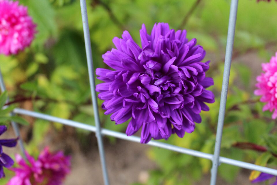 Autumn flowers violet full bloom