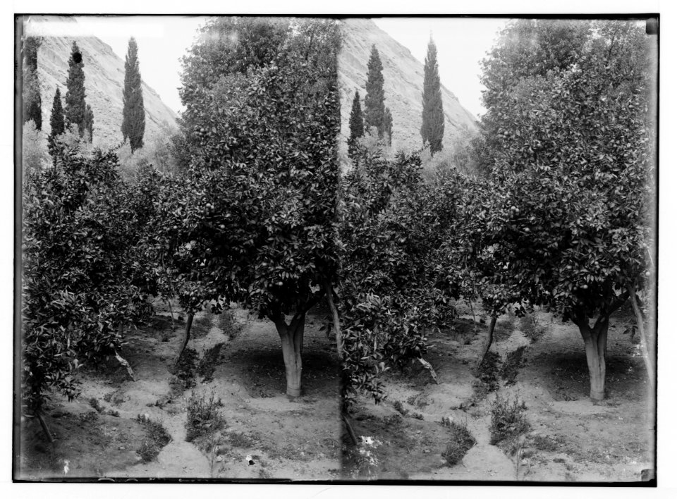 To Sinai via the Red Sea, Tor, and Wady Hebran. Orange grove (Monastery of St. Catherine). LOC matpc.02029