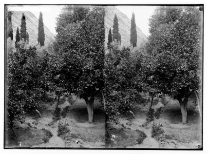 To Sinai via the Red Sea, Tor, and Wady Hebran. Orange grove (Monastery of St. Catherine). LOC matpc.02029
