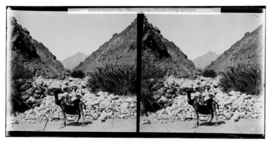 To Sinai via the Red Sea, Tor, and Wady Hebran. Jebel Umm Shomer from Wady Isleh. LOC matpc.02118