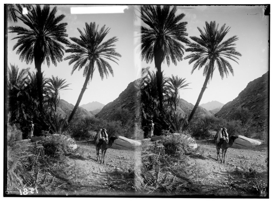 To Sinai via the Red Sea, Tor, and Wady Hebran. Picturesque palm grove in Wady Hebran. LOC matpc.01992
