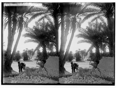 To Sinai via the Red Sea, Tor, and Wady Hebran. Pretty palm groves at el-Wad. LOC matpc.01981