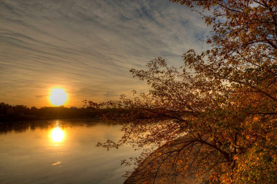 Nature tree landscape