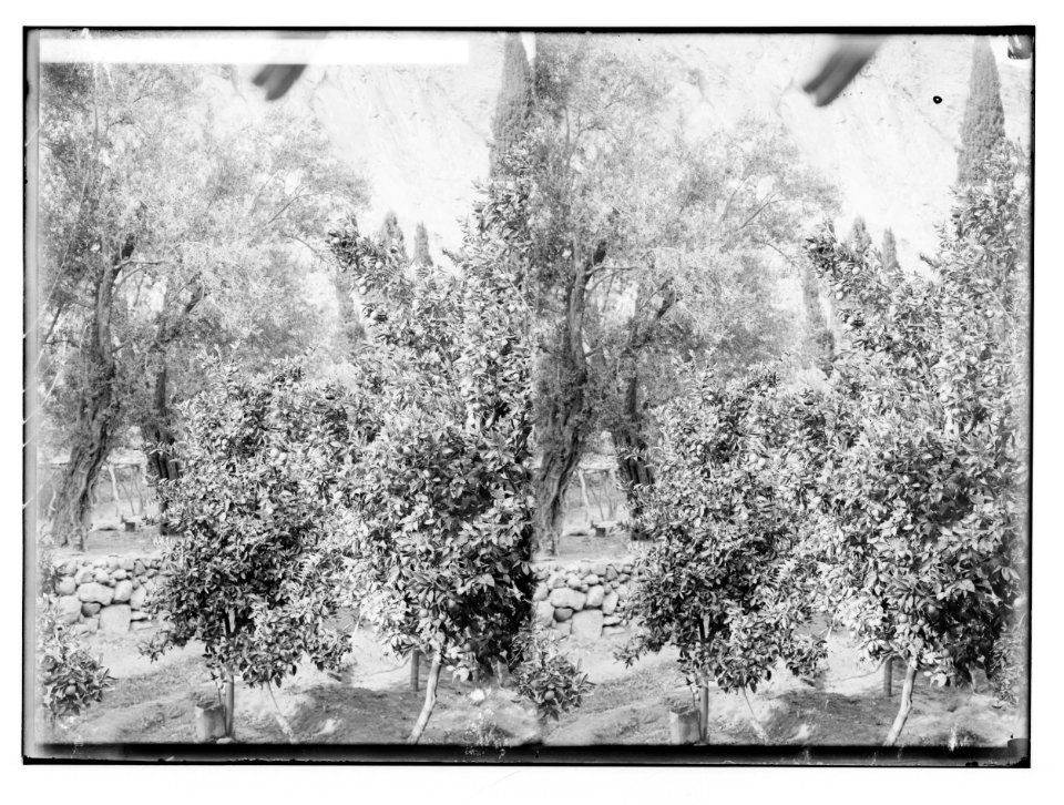 To Sinai via the Red Sea, Tor, and Wady Hebran. Orange and olive trees in the garden (Monastery of St. Catherine). LOC matpc.02028
