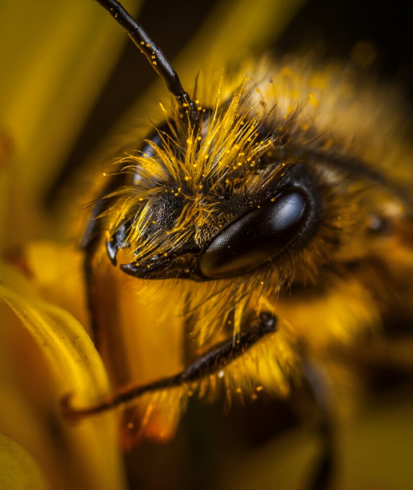 Macro pollen portrait