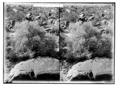 To Sinai via the Red Sea, Tor, and Wady Hebran. Near view of a Silleh bush (Zilla myagroides Fork). LOC matpc.02013