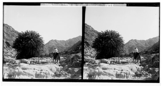 To Sinai via the Red Sea, Tor, and Wady Hebran. Small oasis in Wady Hebran. LOC matpc.01990