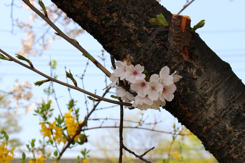 Spring flowers pink landscape
