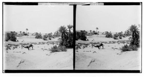 To Sinai via the Red Sea, Tor, and Wady Hebran. Village of el-Wad. LOC matpc.01979