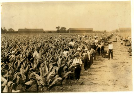 Tobacco pickers on Goodrich Farm, 'Second picking.' The tobacco plants are often much taller than the children, and the air close and humid, especially when they are on the ground. Photo. LOC nclc.00708