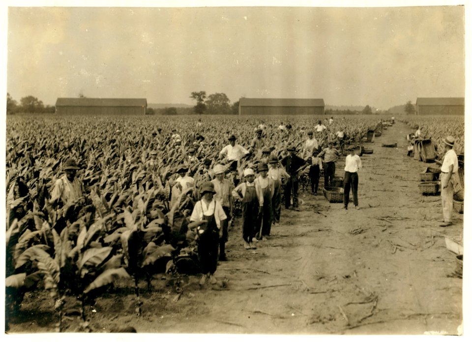 Tobacco pickers on Goodrich Farm, 'Second picking.' The tobacco plants are often much taller than the children, and the air close and humid, especially when they are working on the ground. LOC nclc.00707