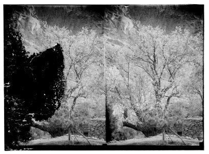 To Sinai via the Red Sea, Tor, and Wady Hebron. Almond tree in blossom at the Monastery of St. Catherine LOC matpc.10224