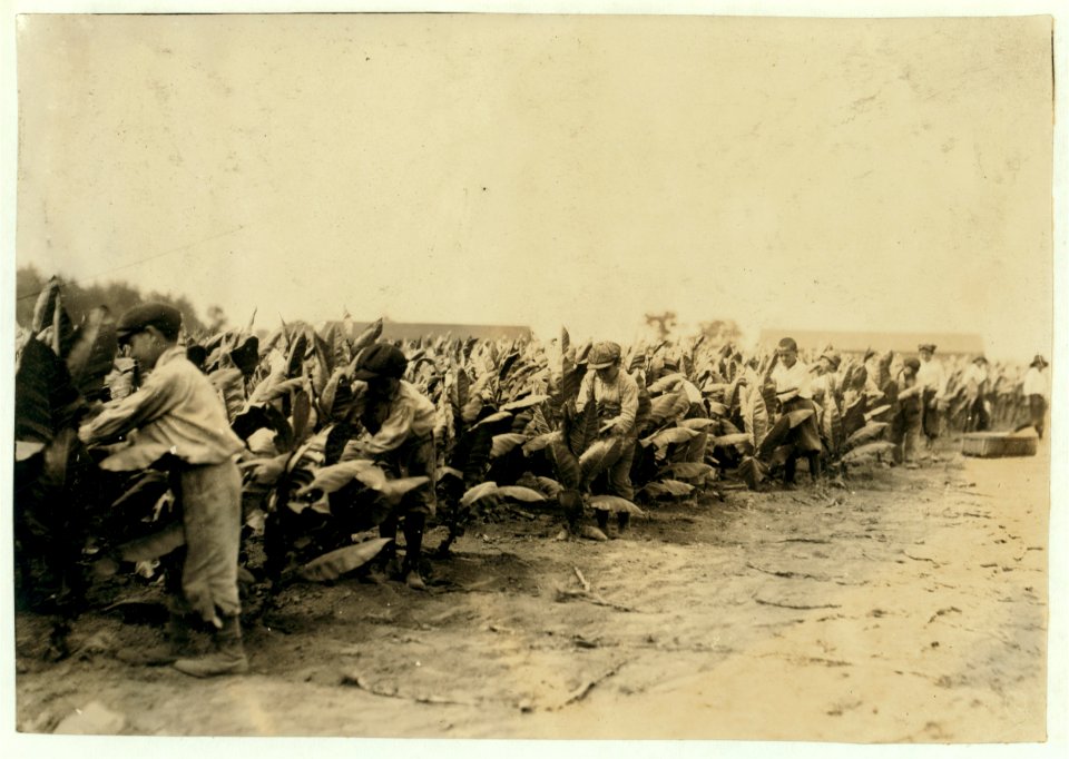 Tobacco pickers on Goodrich Farm, 'Second picking.' The tobacco plants are often much taller than the children, and the air close and humid, especially when they are working on the ground. LOC cph.3a52722