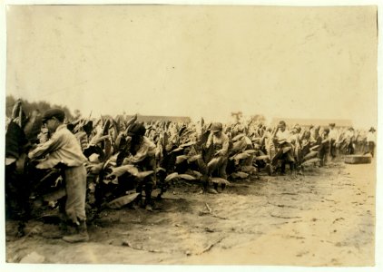 Tobacco pickers on Goodrich Farm, 'Second picking.' The tobacco plants are often much taller than the children, and the air close and humid, especially when they are working on the ground. LOC cph.3a52722