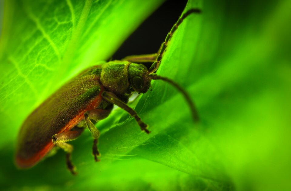 Sheet beetle macro