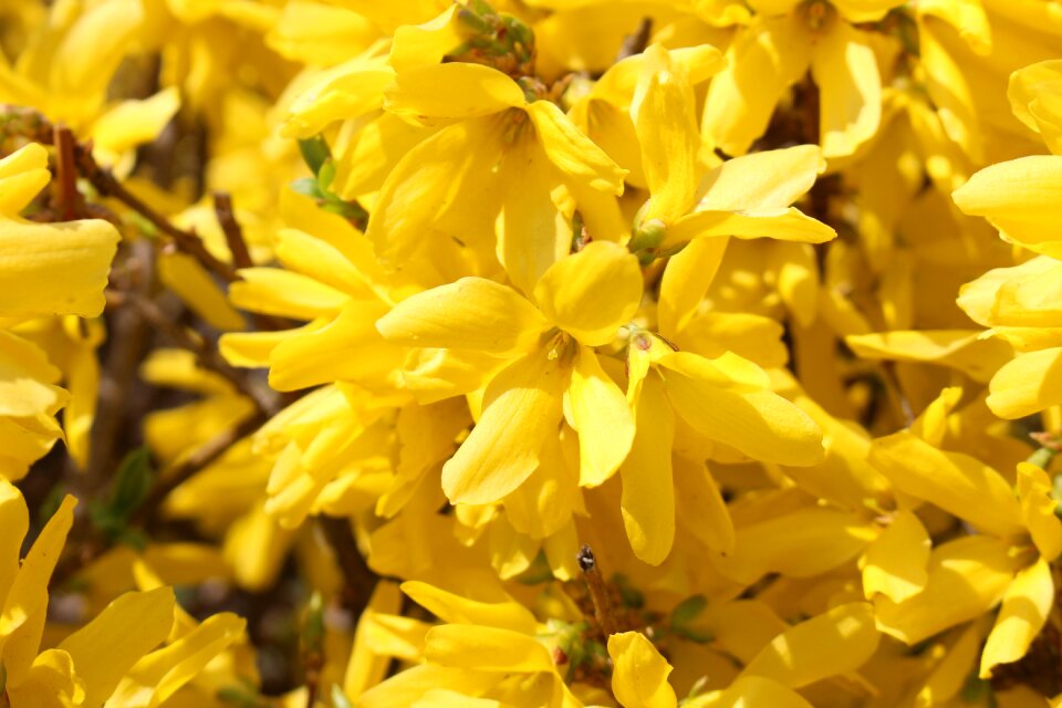 Spring flowers yellow forsythia flower