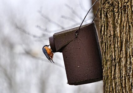 Wildlife nesting box tree photo
