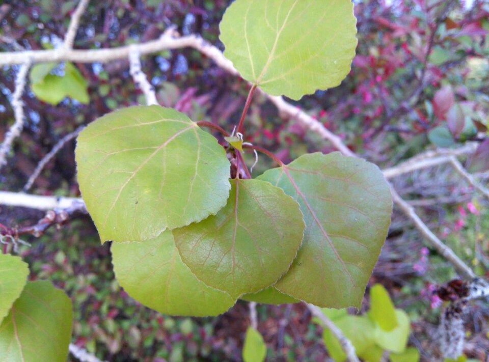 Nature summer branch