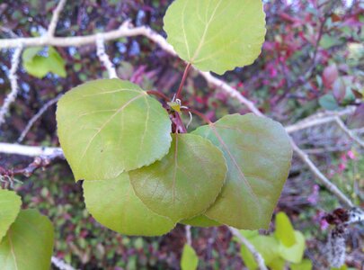 Nature summer branch photo