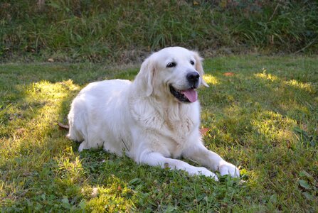 Domestic animal cute profile