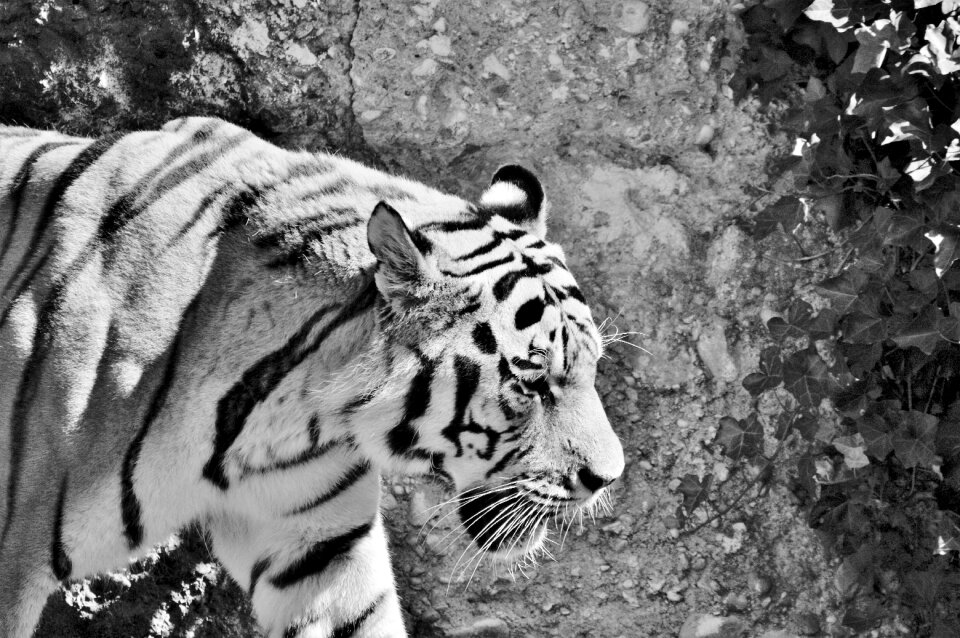 Tiergarten zoo tierpark hellabrunn