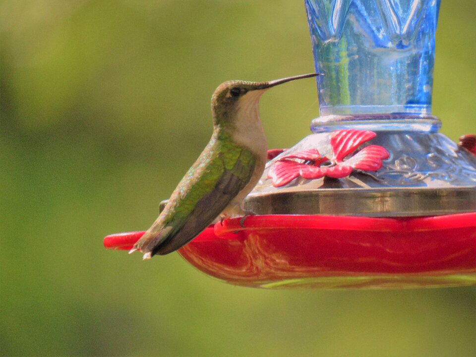 Hummingbird emerald wildlife