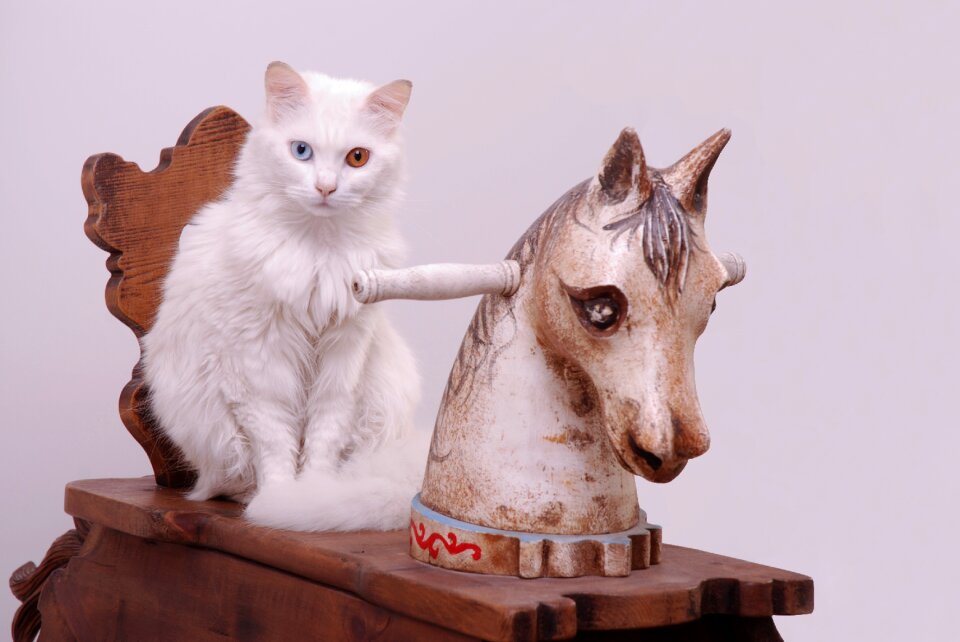 Animal domestic pet