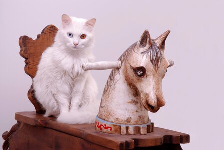 Animal domestic pet