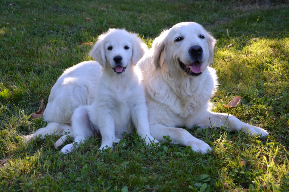 Baby mom domestic animal