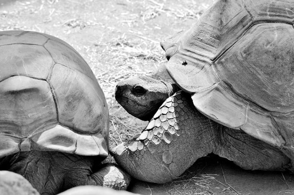 Tortoise shell giant tortoise zoo