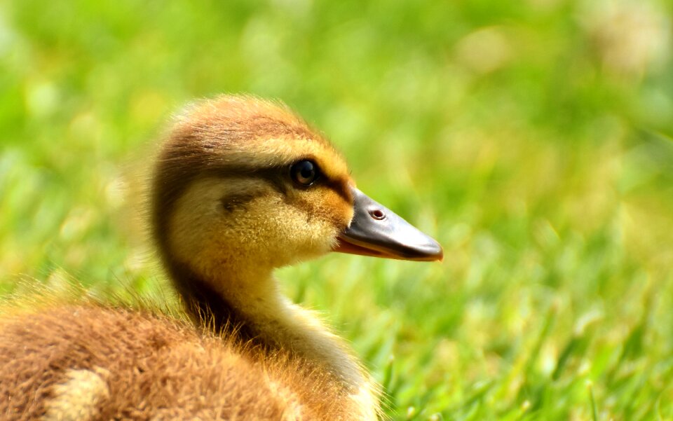 Swim small cute