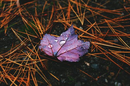 Raindrops outdoor stick photo