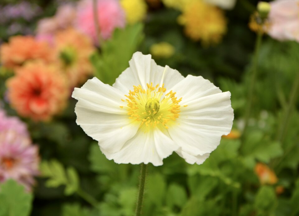 Spring season flowering blossomed