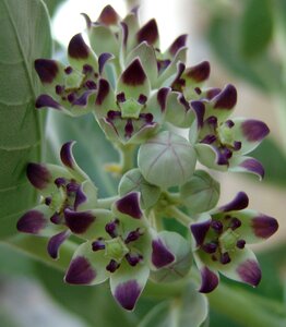 A different chichewa flower fleur