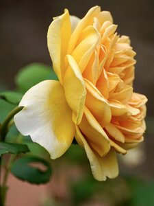 Rose blooms yellow roses yellow rose